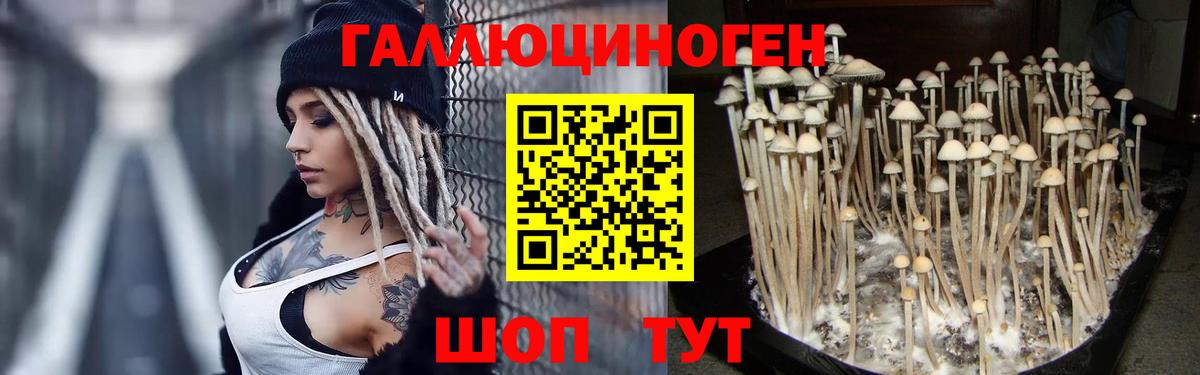 Россия  Галлюциногенные грибы Psilocybine cubensis  Вход с VPN 